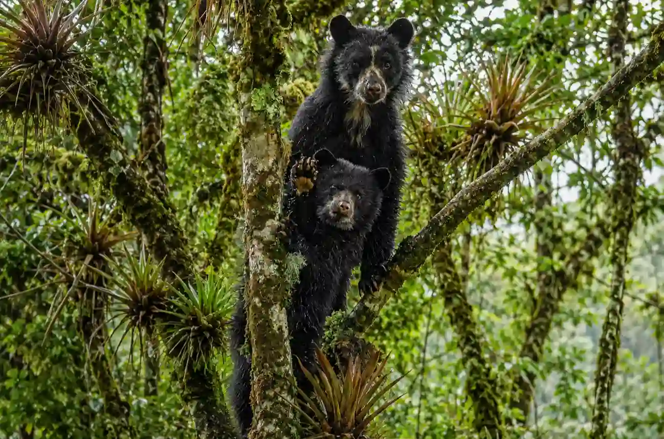 Oso de anteojos sobre el tronco de un árbol