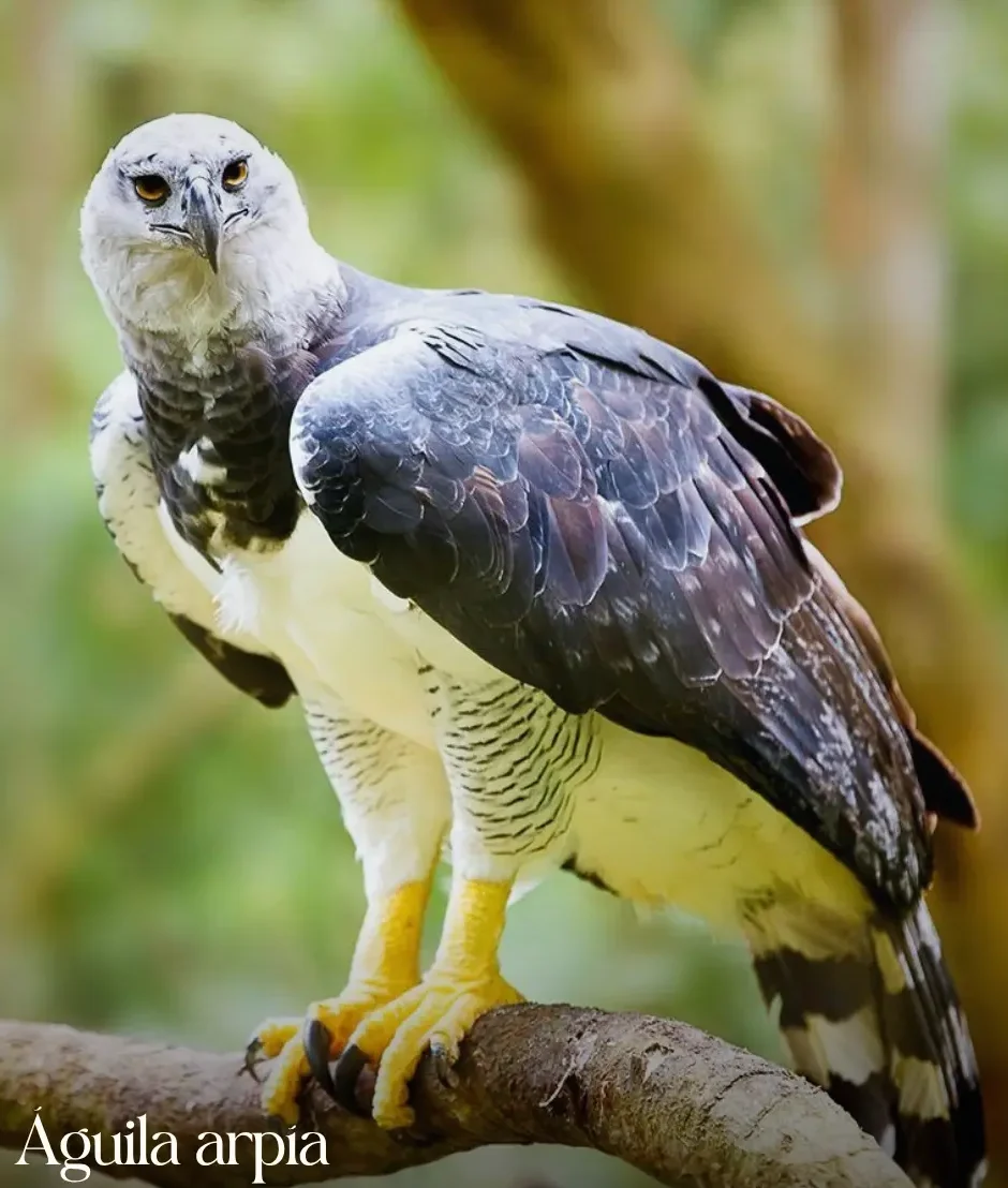 Águila arpía de tonos grises y blancos en el Manu.