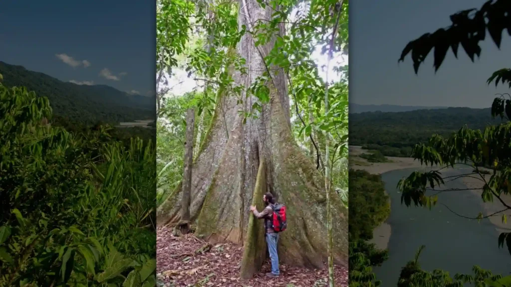 Tree Manu Manu National Park: The Ultimate Visitor’s Guide to Peru’s Amazon ...
