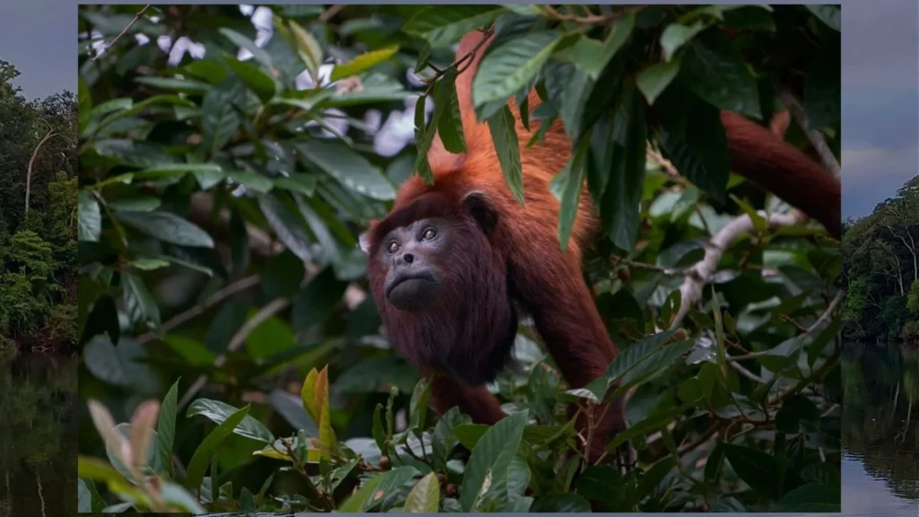 Amazon Peruvian Forest Tour Peru in December - Manu National Park ...