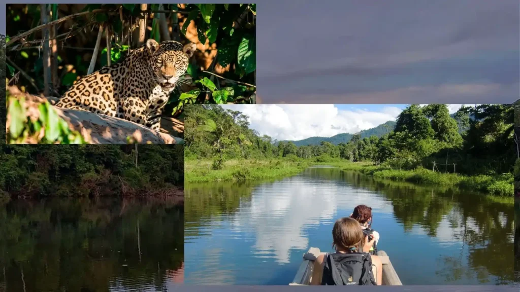 Amazon Peruvian Forest Tour Peru in November - Manu National Park ...
