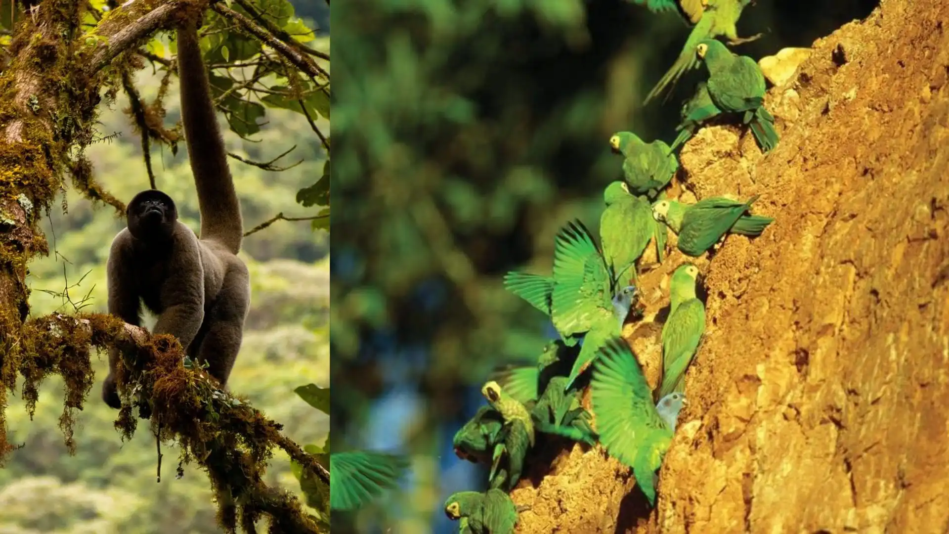 Amazon Peruvian Forest Tour Peru in August - Manu National Park ...
