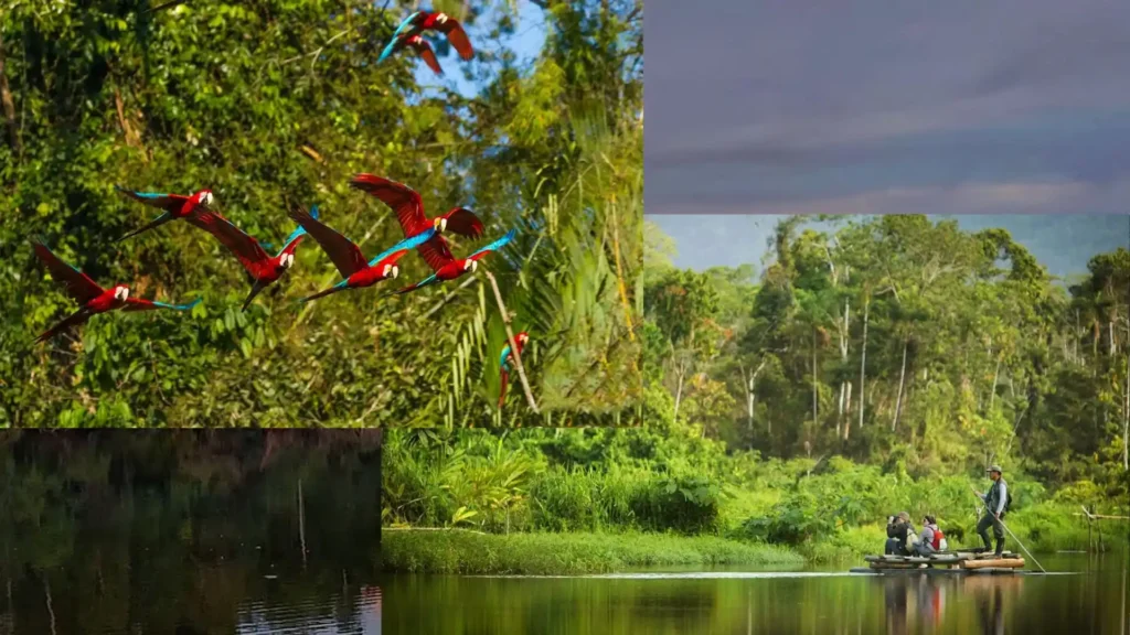 Amazon Peruvian Forest Tour Peru in July - Manu National Park ...