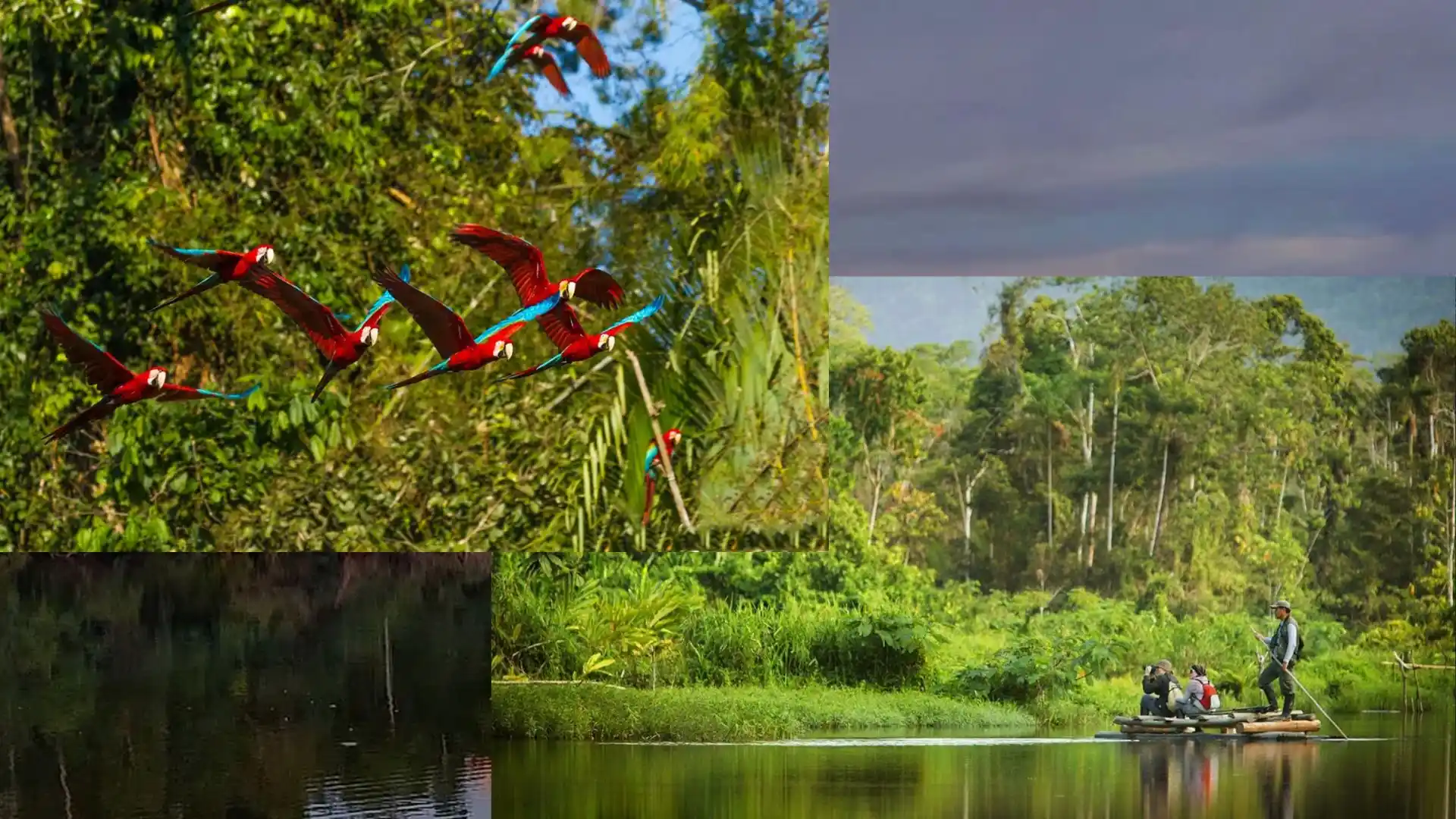 Amazon Peruvian Forest Tour Peru in July - Manu National Park ...