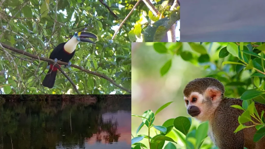 Amazon Peruvian Forest Tour Peru in April - Manu National Park ...