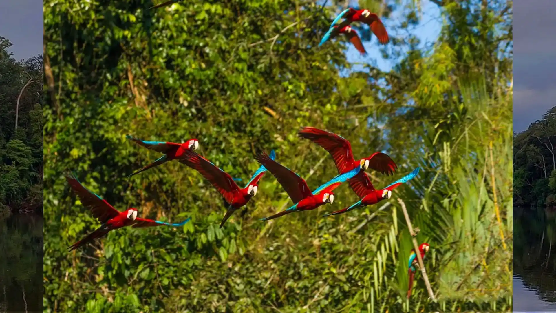 Amazon Peruvian Forest Tour Peru in March - Manu National Park ...