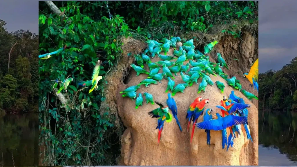 4 Days in the Amazon: The Ultimate Manu National Park Tour Itinerary ...